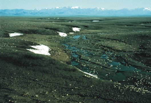 caribou on the 1002 Area