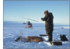 biologist studying caribou