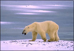 polar bear