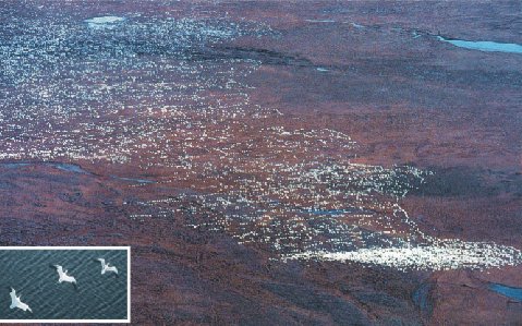 snow geese