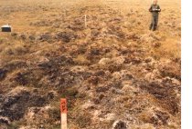 disturbed vegetation from 
seismic trail activities
