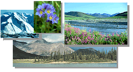 snow, flowers, mountains, lake